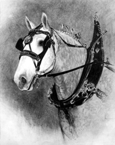 International Champion Percheron 'Don' 186