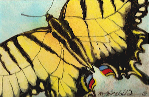 460 -  Eastern Tiger (Swallowtails) 
