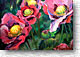 Pink Persuasion 334